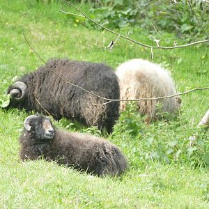 Ouessant Sheep, 12 April 2021