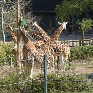 Female Rothschild's Giraffes, 12 April 2021