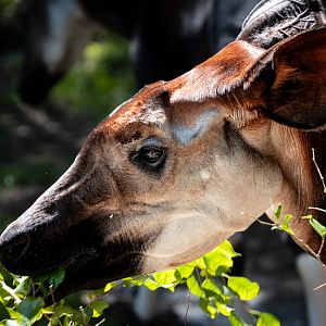 Okapi