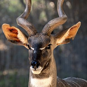 Lesser Kudu