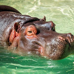 Hippopotamus