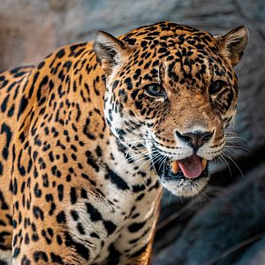 Kaloa the Jaguar
