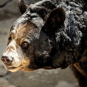 Ranger the American Black Bear