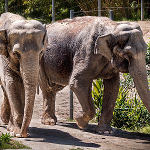 Tina and Jewel the Asian Elephants
