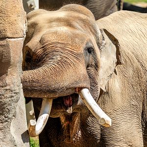 Billy the Asian Elephant