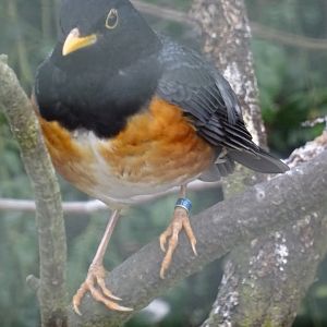 Thrush ID? edit: Black-Breasted Thrush (turdus dissimilis)