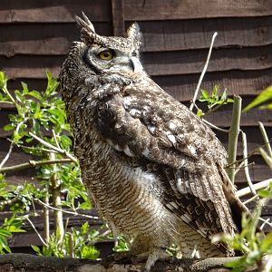 Spotted Eagle Owl (Bubo Africanus)