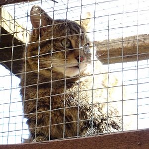 Scottish Wildcat (felis silvestris grampius)