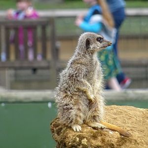 Meerkat (suricata suricatta)