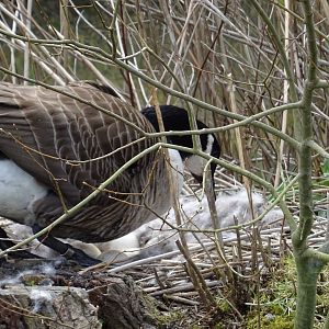 Canada Goose incubating eggs