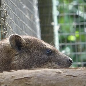 Rock Hyrax resting on branch