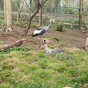 Crowned cranes in the new african aviary