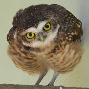 Burrowing owl - Vespasiano, MG Brazil