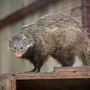 Crab-eating mongoose