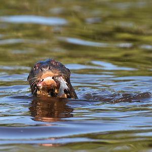 Giant otter (Pteronura brasiliensis)