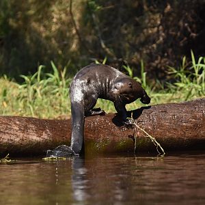 Giant otter (Pteronura brasiliensis)