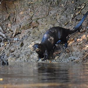 Giant otter (Pteronura brasiliensis)