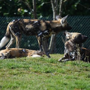African Painted Dogs