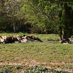 African Painted Dogs