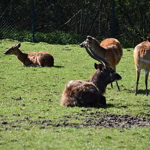 Sitatunga
