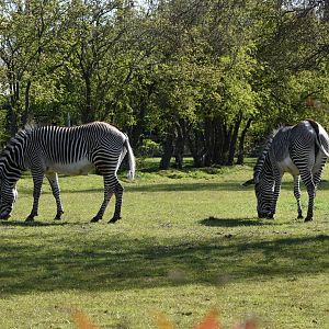 Grevy's Zebra
