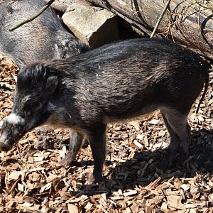 Visayan Warty Pig