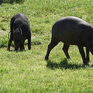 Babirusa piglets