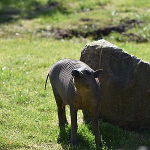 Babirusa piglet