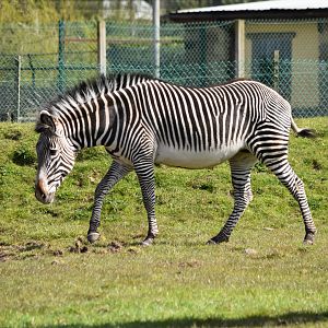 Grevy's Zebra