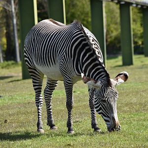 Grevy's Zebra