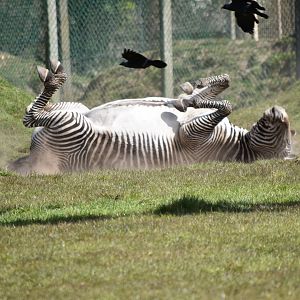 Grevy's Zebra