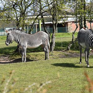 Grevy's Zebras