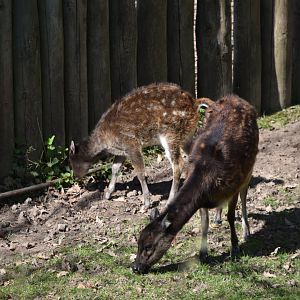 Philippine Spotted Deer