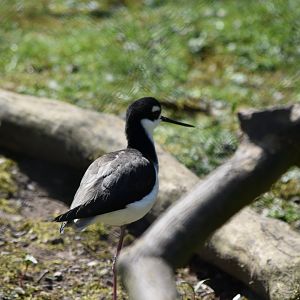 Black-necked Stilt