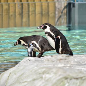 Humboldt Penguins