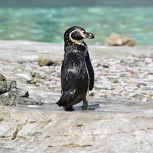 Humboldt Penguin