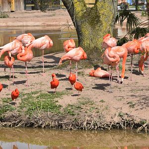 Scarlet Ibises and Caribbean Flamingos in the new Latin American Wetlands aviary