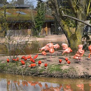 Scarlet Ibises and Caribbean Flamingos in the new Latin American Wetlands aviary