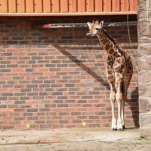 Rothschild's Giraffe Calf