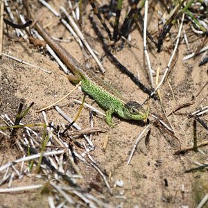 Sand Lizard