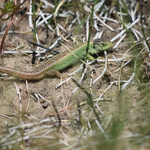 Sand Lizard