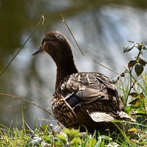 Wild Mallard