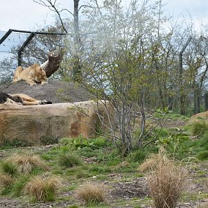 Asiatic Lions