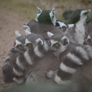 Ring-tailed Lemurs