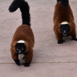 Red Ruffed Lemurs