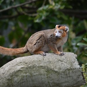 Crowned Lemur