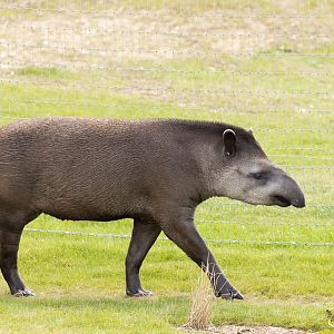 Lowland Tapir