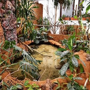 Amazonian pond with river stingrays