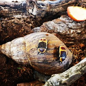 Bioactive setup with Sun beetles and African giant snails