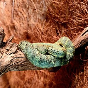 Atheris squamigera